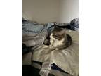Adopt Leo a Gray, Blue or Silver Tabby American Shorthair / Mixed (short coat)