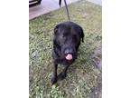 Adopt Ace a Black Labrador Retriever / Mixed dog in Houston, TX (41355776)