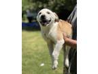 Adopt Elliott a White - with Tan, Yellow or Fawn Australian Cattle Dog /