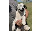 Adopt Whitley a White - with Black Australian Cattle Dog / Labrador Retriever