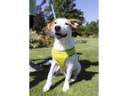 Adopt Petey a White - with Tan, Yellow or Fawn Australian Cattle Dog / Labrador