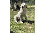 Adopt Petey a White - with Tan, Yellow or Fawn Australian Cattle Dog / Labrador