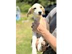 Adopt Lilly a Tan/Yellow/Fawn - with White Labrador Retriever dog in oklahoma