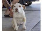 Adopt Kobe a White - with Tan, Yellow or Fawn Labrador Retriever dog in oklahoma