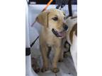 Adopt Caramel a Tan/Yellow/Fawn Labrador Retriever dog in oklahoma city