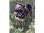 Adopt Myra a Brindle - with White Shepherd (Unknown Type) / Mixed dog in