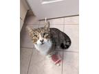 Adopt Luvit a Brown Tabby Domestic Shorthair / Mixed (short coat) cat in Lutz
