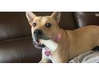 Adopt Phoebe a Tan/Yellow/Fawn Carolina Dog / Labrador Retriever / Mixed dog in
