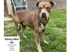 Adopt Penny Mini a Brown/Chocolate - with Tan Pit Bull Terrier / Mixed dog in