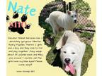 Adopt Nate a White Siberian Husky / Mixed dog in Decatur, AL (41355800)
