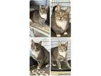 Adopt Mya a Gray, Blue or Silver Tabby Domestic Shorthair (short coat) cat in
