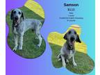Adopt Samson a Gray/Blue/Silver/Salt & Pepper Sheepadoodle / Mixed dog in