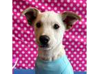 Adopt Sully a White Feist / Labrador Retriever / Mixed dog in Carlsbad