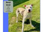 Adopt Benji a White - with Tan, Yellow or Fawn Pit Bull Terrier / Mixed dog in