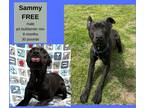 Adopt Sammy a Black Pit Bull Terrier / Mixed dog in Decatur, AL (41355792)