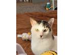 Adopt Tebow a Spotted Tabby/Leopard Spotted Domestic Shorthair / Mixed (short