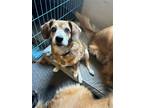 Adopt Kaycee a Brown/Chocolate Beagle / Mixed dog in Newport, KY (41187928)