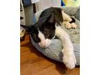 Adopt Twister a Black & White or Tuxedo Domestic Shorthair (short coat) cat in