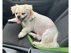 Adopt Oscar a White Tibetan Spaniel / Pekingese / Mixed dog in Kernersville