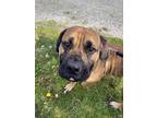 Adopt Mia a Bullmastiff / Mixed dog in Maple Ridge, BC (41340294)