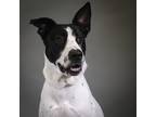 Adopt Darla a Australian Cattle Dog / Pointer / Mixed dog in Houston
