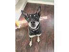 Adopt Mackey a Black - with Tan, Yellow or Fawn Mutt / Mixed dog in