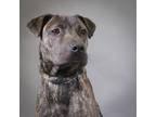Adopt Micho a Australian Cattle Dog / Hound (Unknown Type) / Mixed dog in