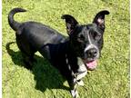 Adopt Misty a Black Border Collie / Mixed dog in Burton, MI (40601044)