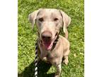 Adopt Ruger a Gray/Blue/Silver/Salt & Pepper Labrador Retriever / Mixed dog in