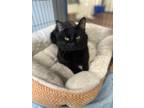 Adopt Becker a All Black Domestic Shorthair / Domestic Shorthair / Mixed cat in