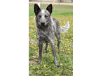 Adopt Beau Dacious a Black Australian Cattle Dog / Mixed dog in Park Rapids