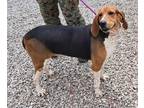 Adopt NANCY a White Treeing Walker Coonhound / Mixed (short coat) dog in