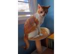 Adopt Potato Chip a Orange or Red Domestic Shorthair / Domestic Shorthair /