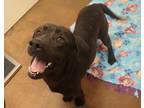 Adopt 84491 Licorice a Black Labrador Retriever / American Pit Bull Terrier /