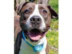 Adopt Trucker a Brown/Chocolate Mixed Breed (Small) / Mixed Breed (Medium) /