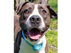 Adopt Trucker a Brown/Chocolate Mixed Breed (Large) / Mixed dog in Blackwood