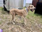 Adopt Remmy a Tan/Yellow/Fawn Great Dane / Mixed dog in Dallas, TX (40658197)