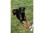 Adopt Shelby a Black Doberman Pinscher / Mixed dog in Gig Harbor, WA (40056523)