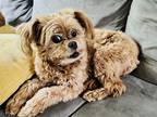Adopt Lilly a Tan/Yellow/Fawn Pekingese / Mixed dog in Charlotte, NC (41355481)