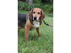 Adopt Below a Brown/Chocolate - with Black Mountain Cur dog in Linton