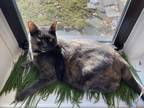 Adopt Moses a Tortoiseshell Domestic Shorthair / Mixed (short coat) cat in