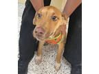 Adopt CATERPILLAR a Tan/Yellow/Fawn Labrador Retriever / Mixed Breed (Medium) /