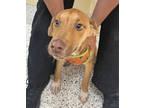 Adopt CATERPILLAR a Tan/Yellow/Fawn Labrador Retriever / Mixed dog in San