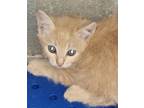 Adopt Moe a Orange or Red Domestic Shorthair / Domestic Shorthair / Mixed cat in