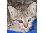 Adopt Curly a Gray or Blue Domestic Shorthair / Mixed Breed (Medium) / Mixed