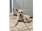 Adopt Danny a Tan/Yellow/Fawn Terrier (Unknown Type, Medium) / Mixed Breed