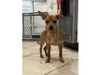 Adopt Cooper a Tan/Yellow/Fawn Terrier (Unknown Type, Medium) / Mixed Breed