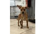 Adopt Cooper a Tan/Yellow/Fawn Terrier (Unknown Type, Small) / Mixed dog in