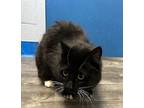 Adopt Leon a All Black Domestic Longhair / Domestic Shorthair / Mixed cat in