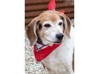 Adopt Shiloh a Brown/Chocolate Beagle / Mixed dog in Hamilton, MT (41199722)